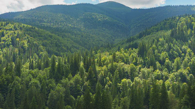 Forestry Data Analysis featured image